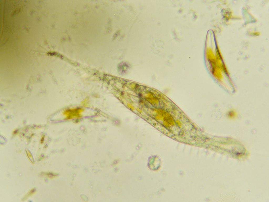 ciliato cf lionotus
